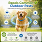 ⏰LIMITED TIME 50% OFF!🔥50K+ SOLD! Natural Essential Oil Pet Pest Repellent Collar - Adjustable Fit & Lightweight