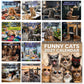🏆 Last Day Special Sale 50% OFF! 🗓️🐱 2027 Funny Cats Wall Calendar – Sassy Cats & Hilarious Quotes